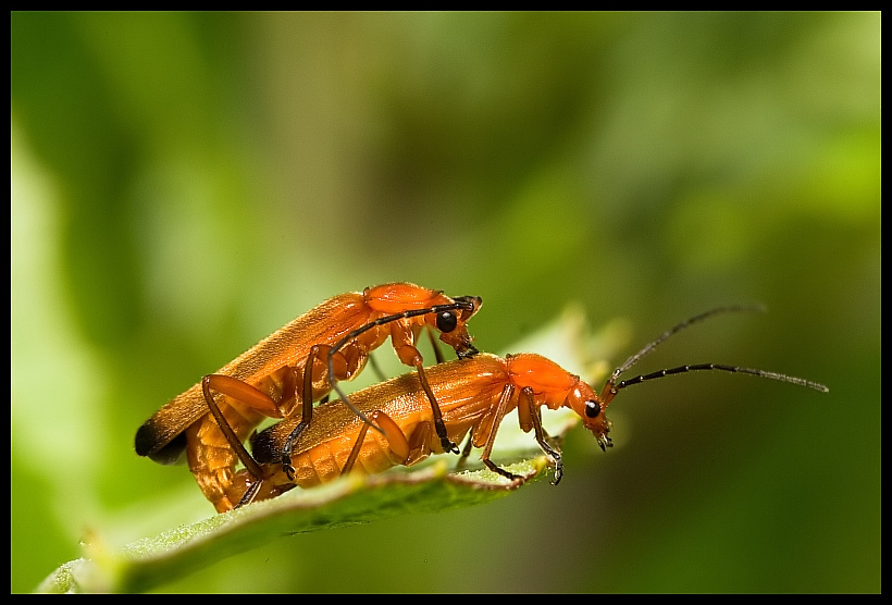 Common red soldier beetle (Rhagonycha fulva)