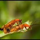 Common red soldier beetle (Rhagonycha fulva)