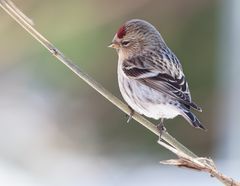 Common Redpoll