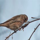 Common redpoll