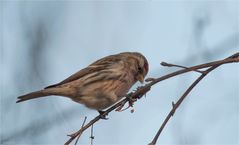 Common redpoll