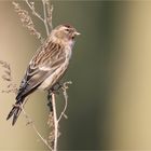 Common redpoll