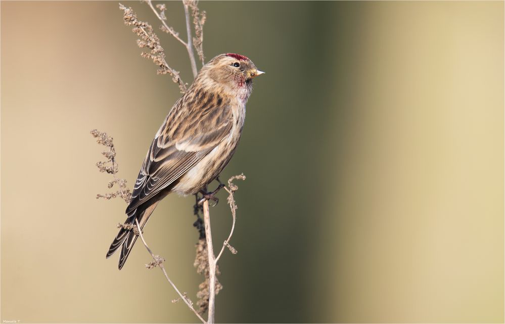 Common redpoll