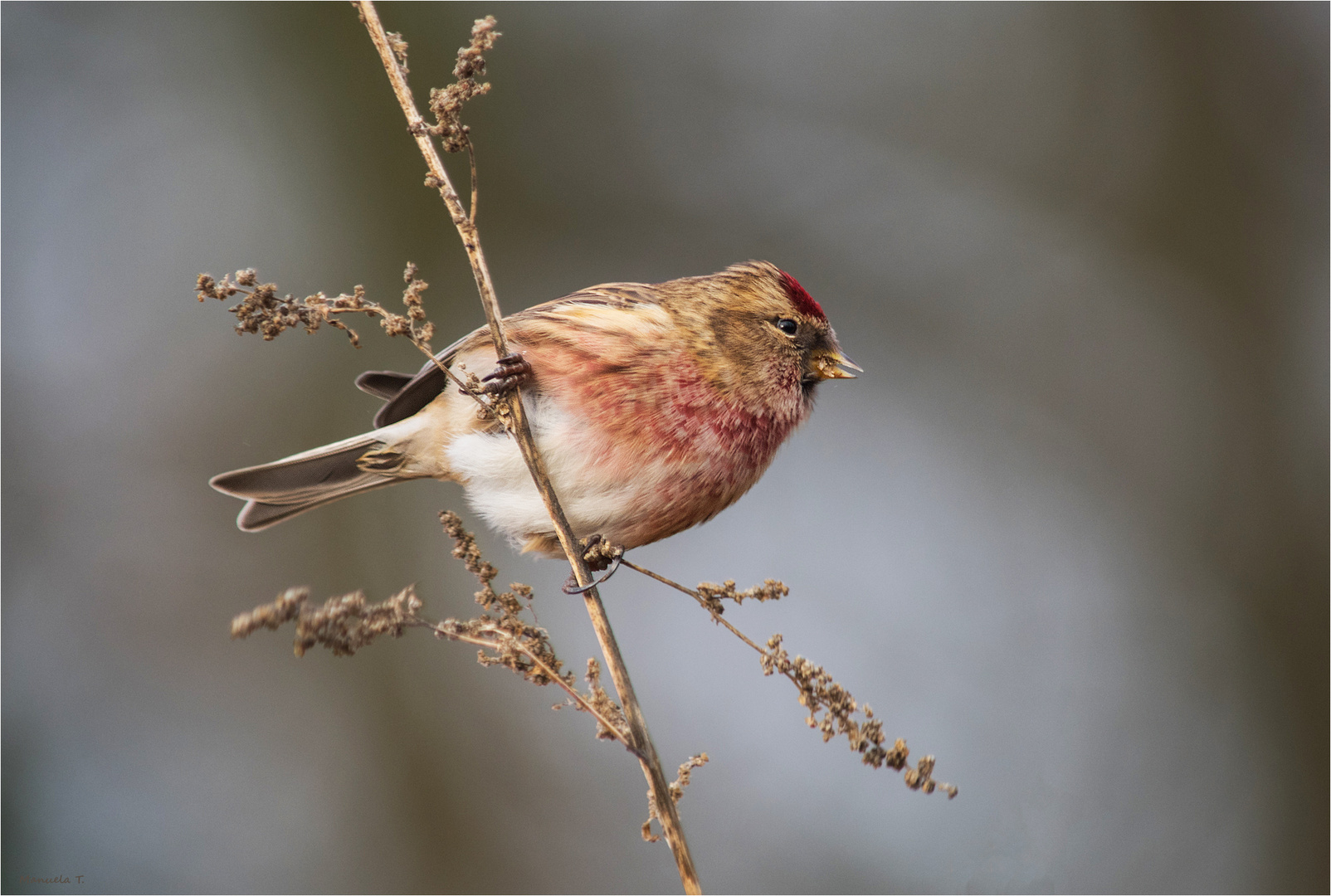 Common redpoll