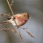 Common redpoll