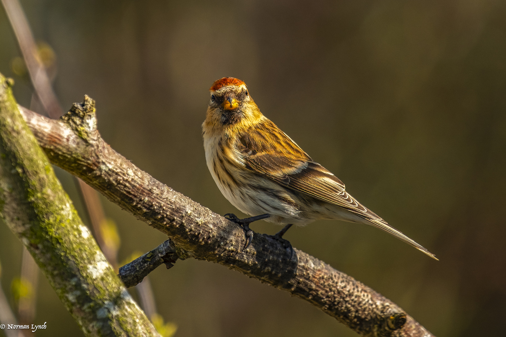 Common Redpoll (carduelis flammea) 2024