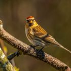 Common Redpoll (carduelis flammea) 2024