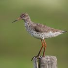 Common redshank