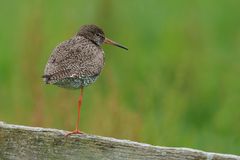 Common Redshank
