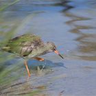 Common redshank