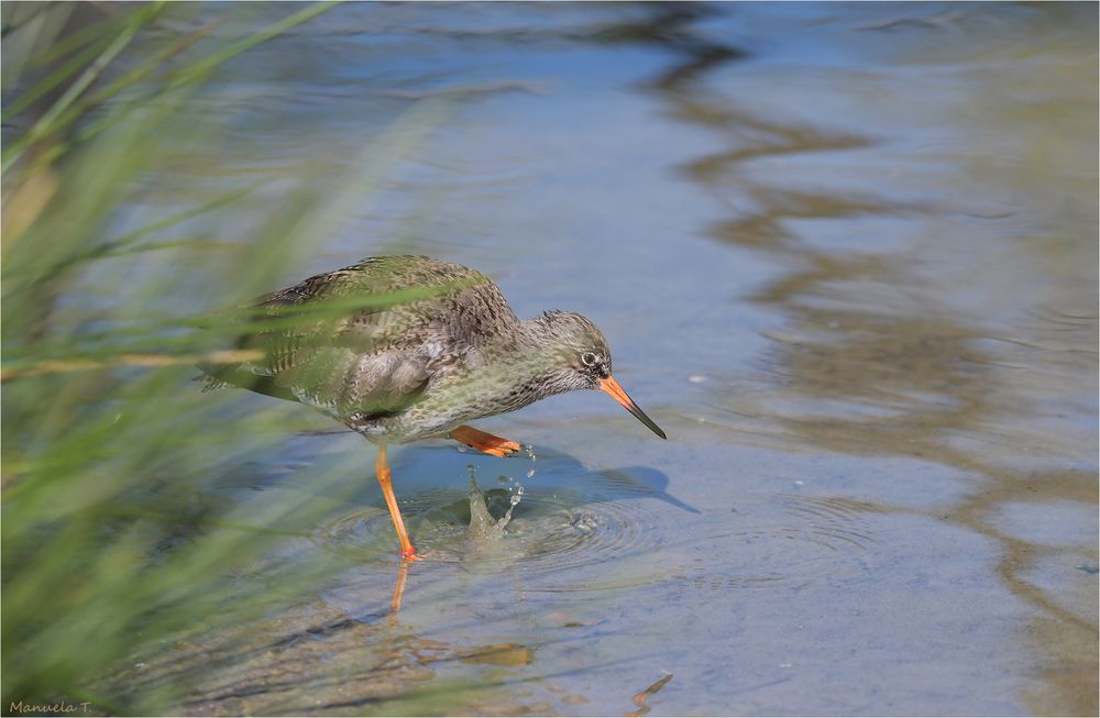 Common redshank