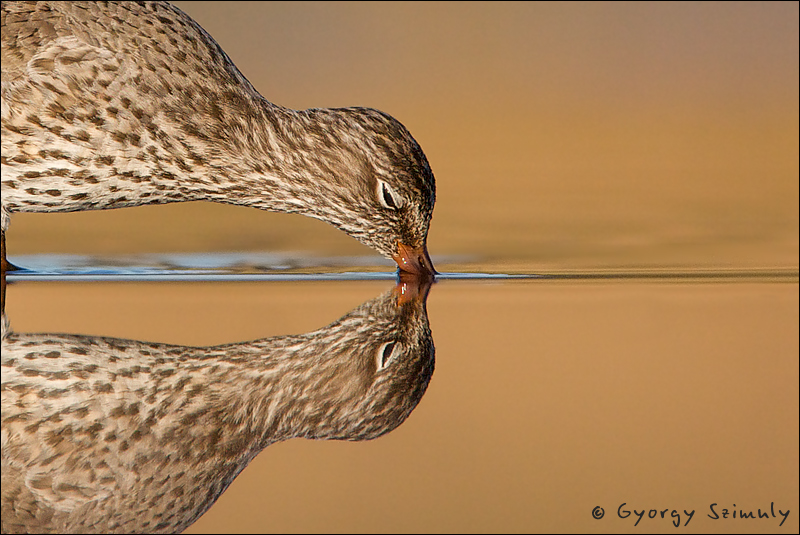 Common Redshank reflection