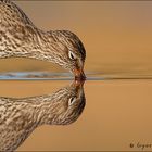 Common Redshank reflection