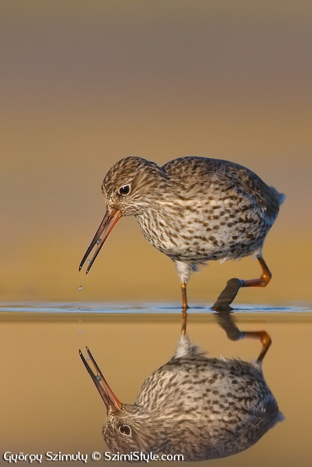 Common Redshank reflection