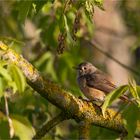 Common redstart