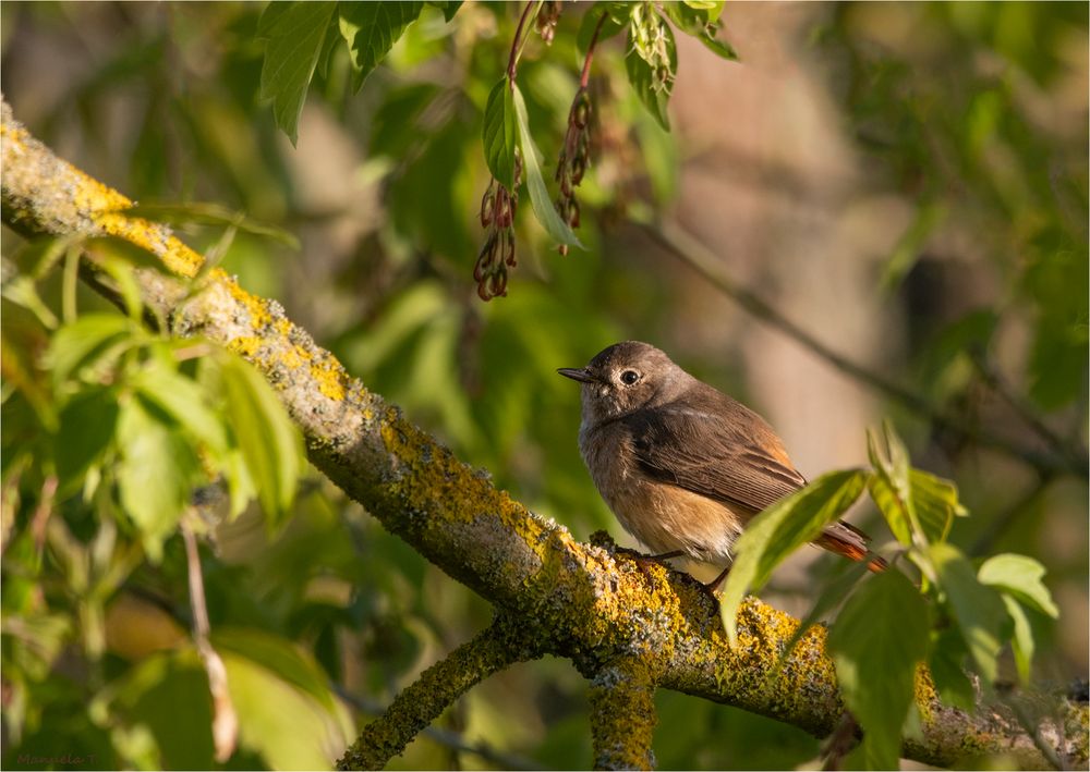 Common redstart