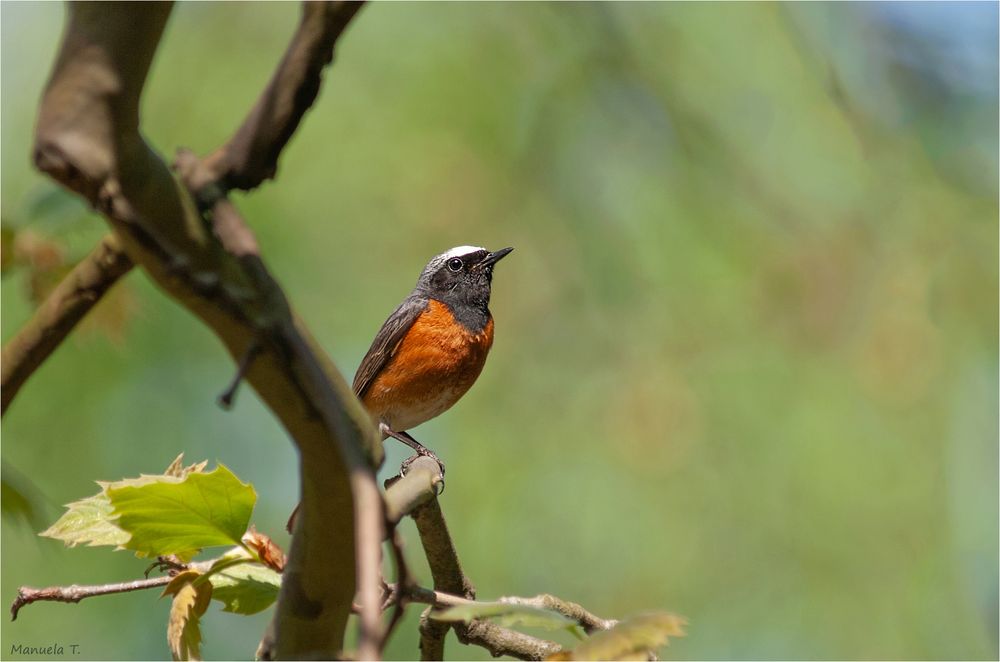 Common redstart