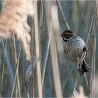 Common reed bunting