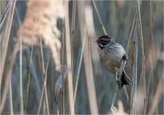 Common reed bunting