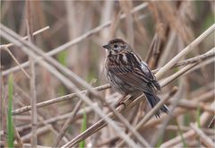 Common reed bunting