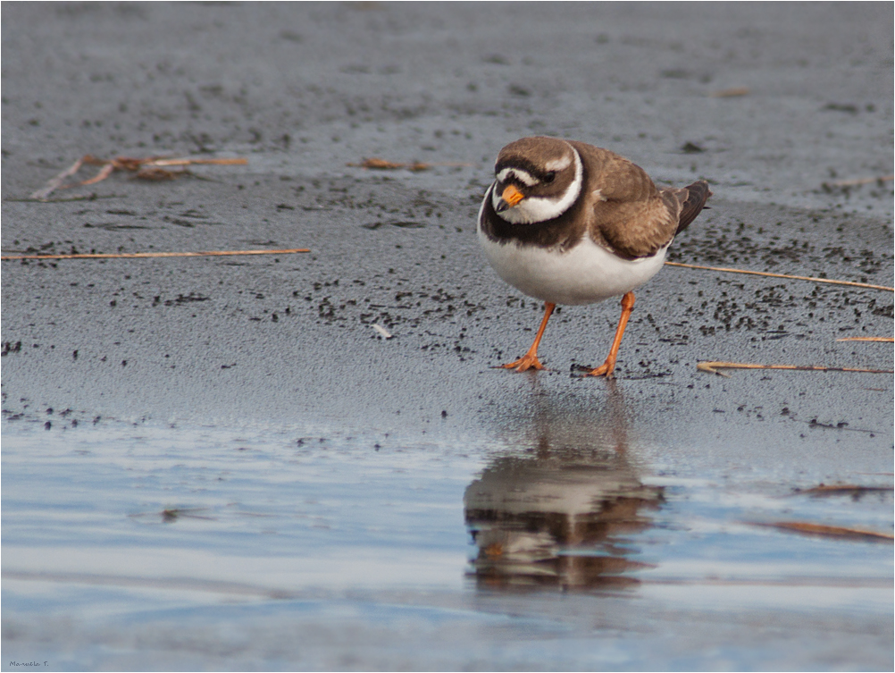 Common ringed plover