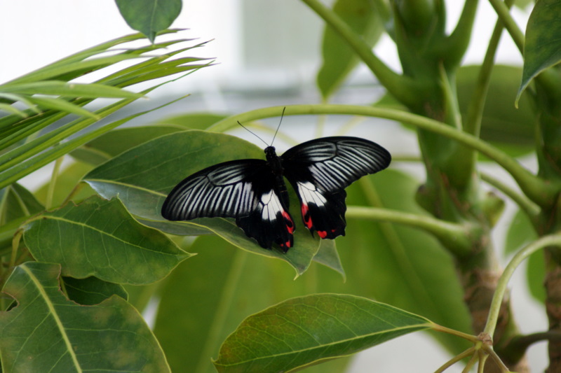 Common Rose Butterfly