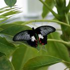 Common Rose Butterfly