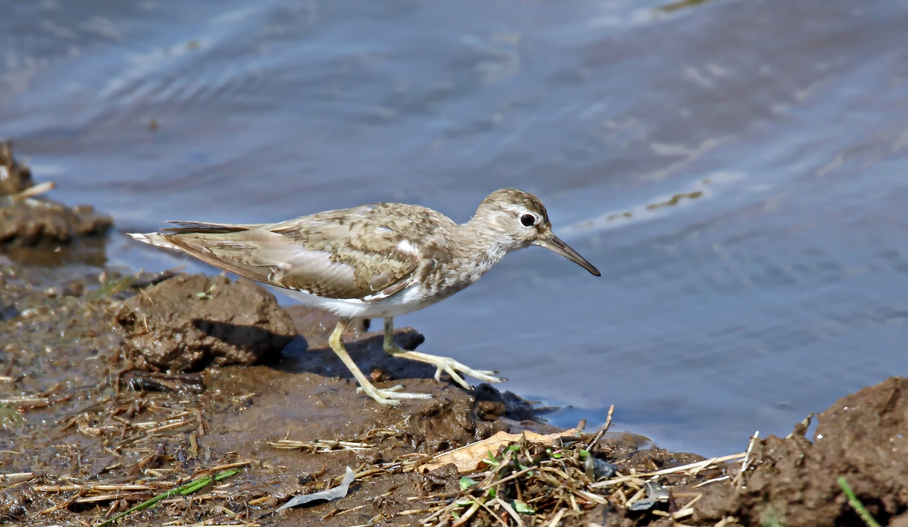 Common sandpiper