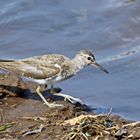 Common sandpiper