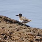 Common Sandpiper