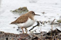 Common sandpiper