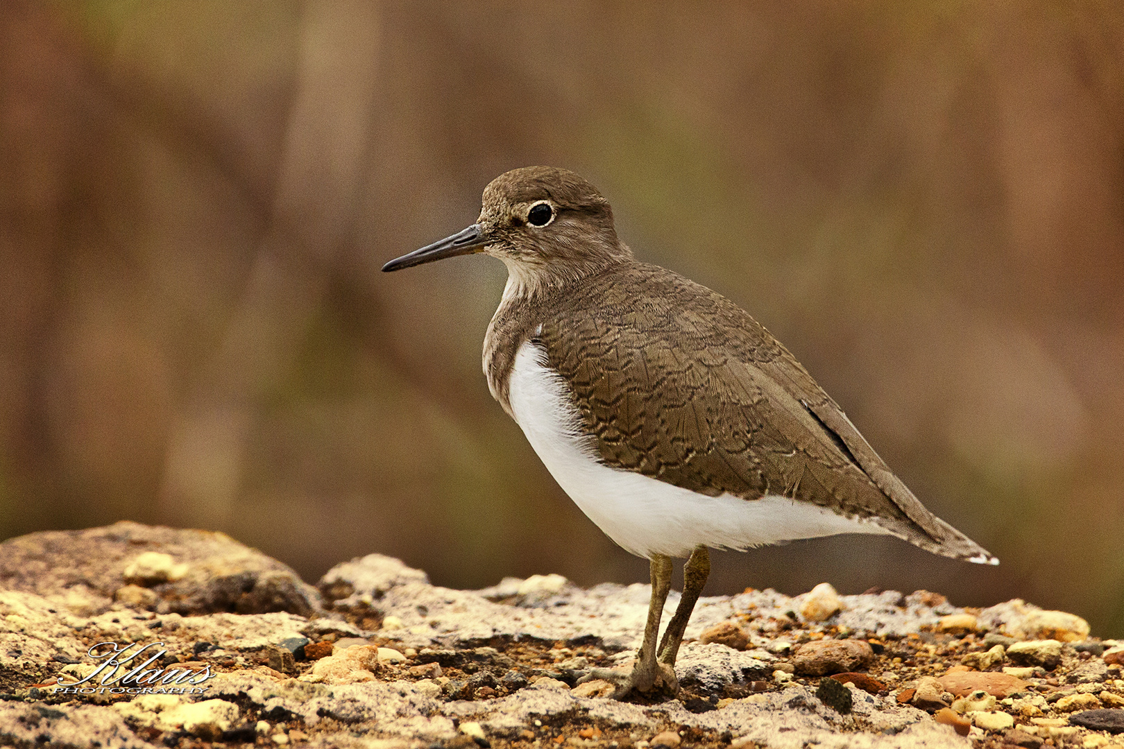 Common Sandpiper, Actitis hypoleucoskl