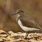 Common Sandpiper, Actitis hypoleucoskl