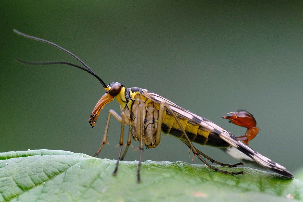 Common Scorpion Fly (Panorpa communis) (1)