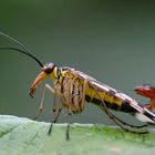 Common Scorpion Fly (Panorpa communis) (1)