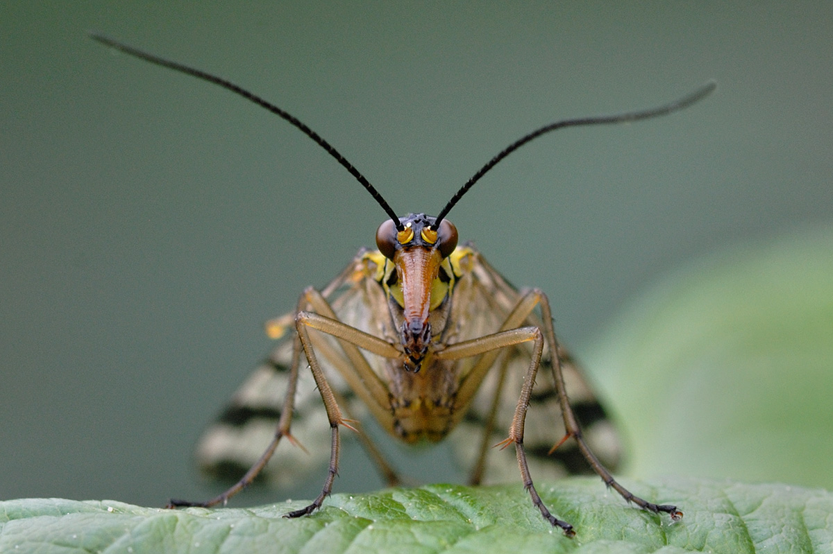 Common Scorpion Fly (Panorpa communis) (2)