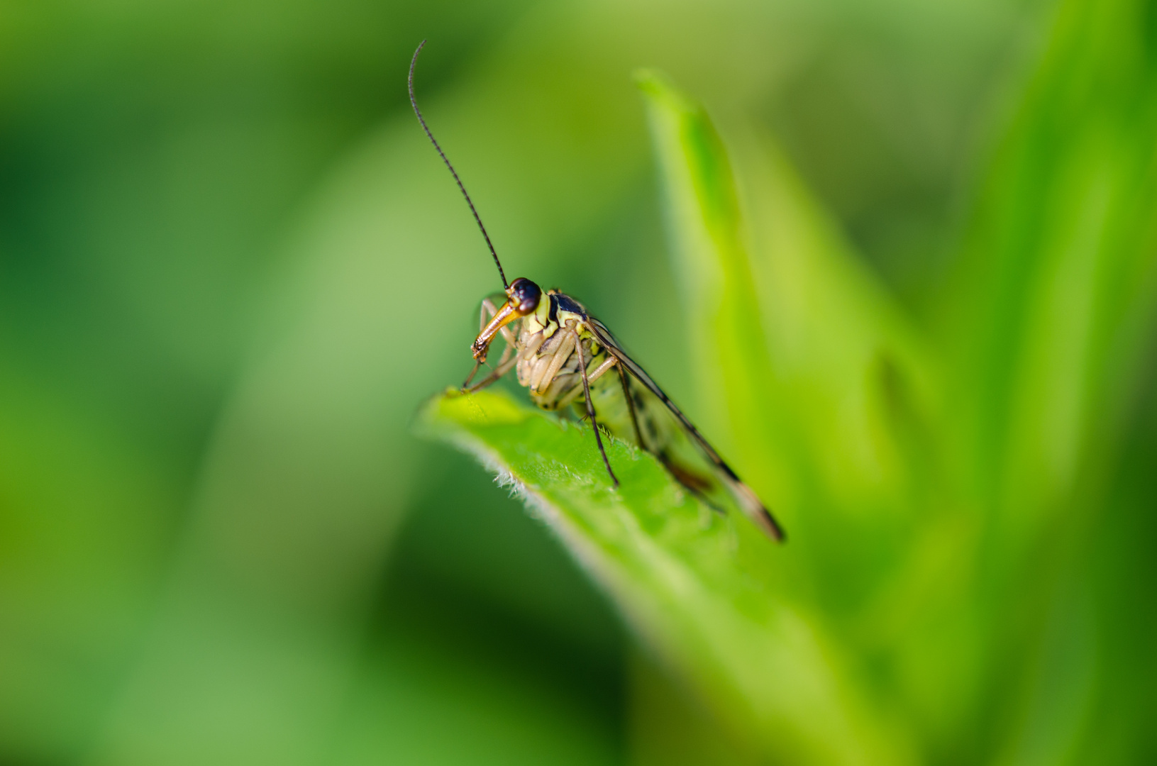 Common Scorpionfly