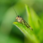 Common Scorpionfly