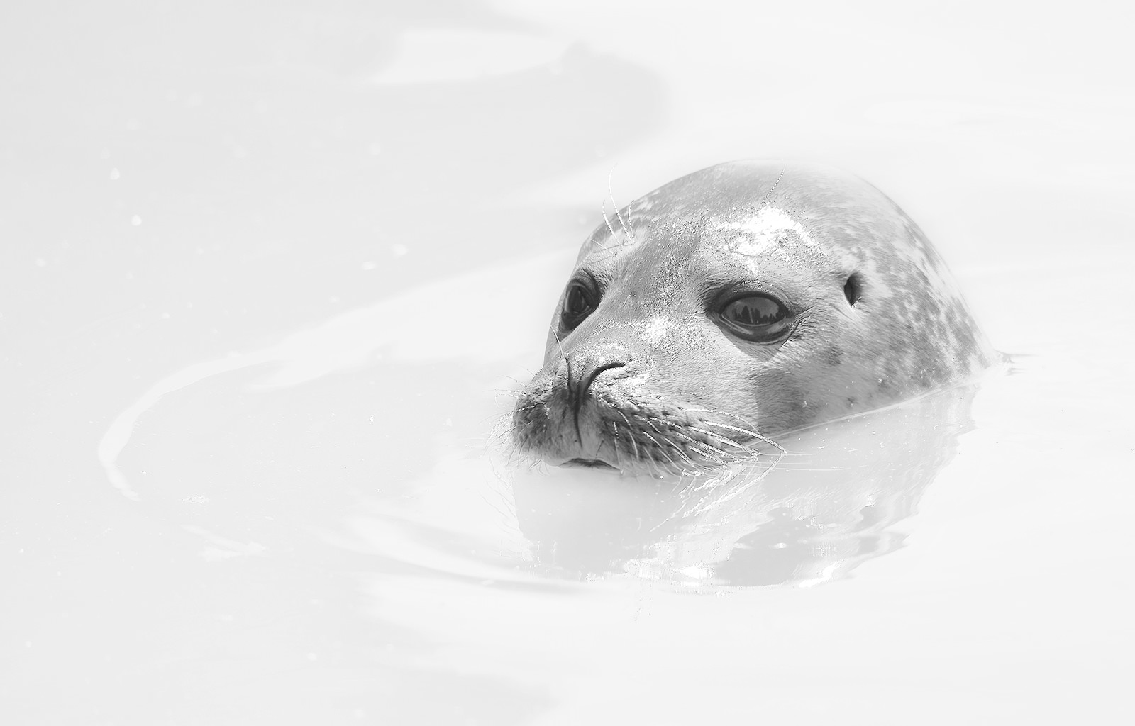 Common seal - BWHK