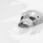 Common seal - BWHK