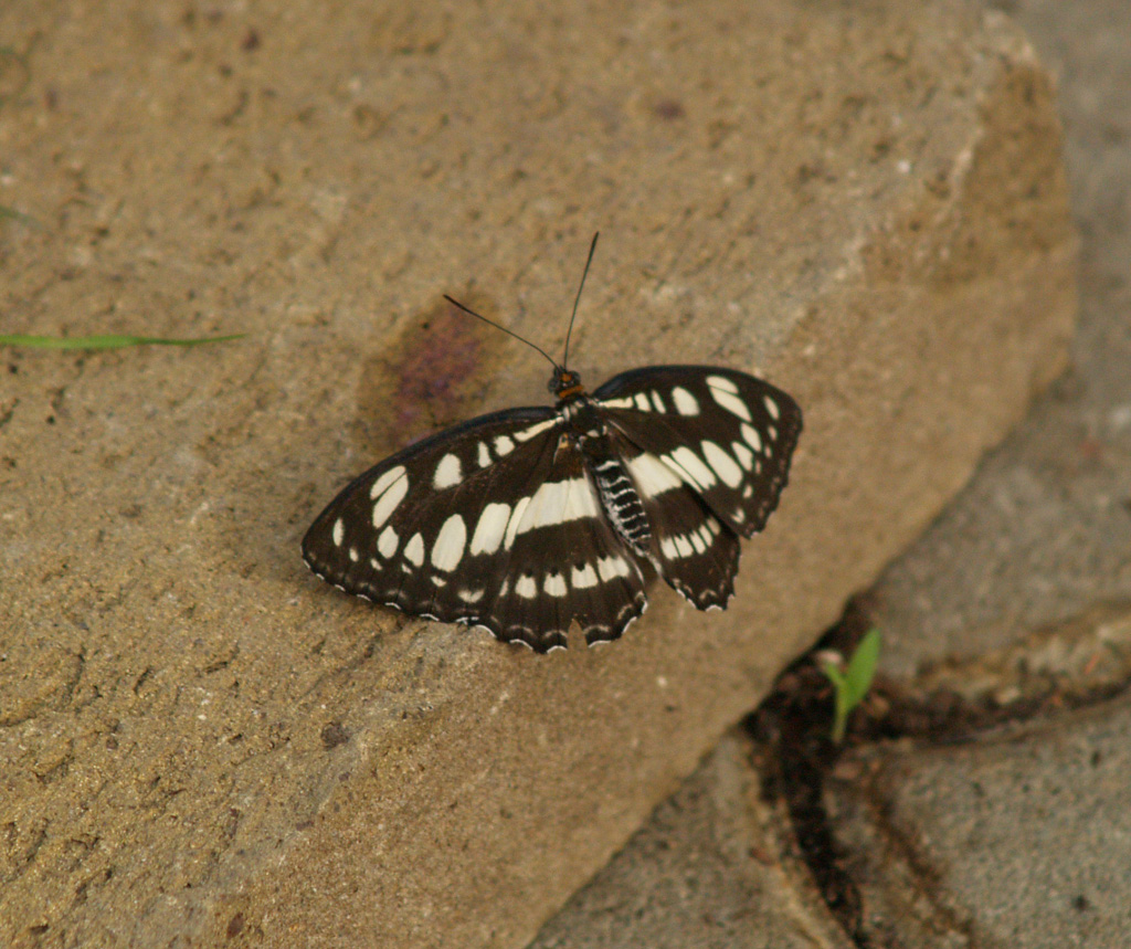 common sergant , Athyma perius 