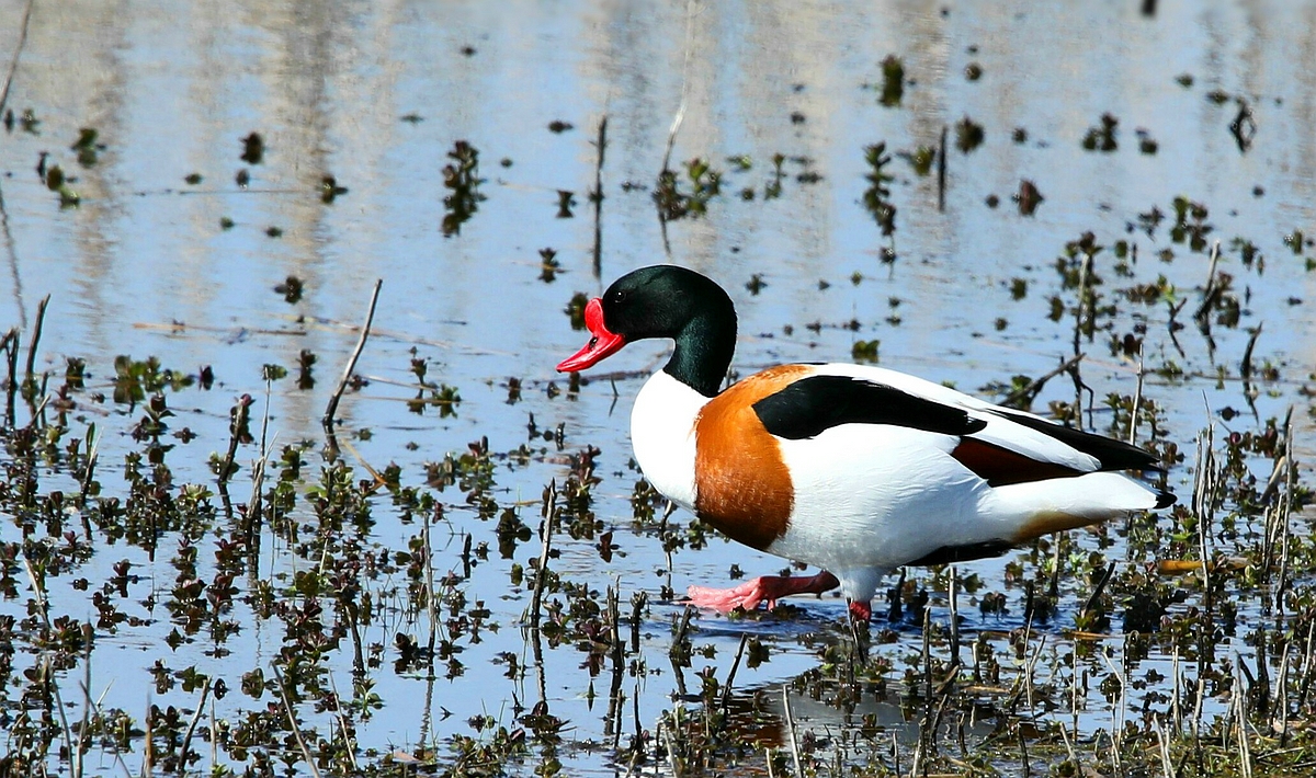 Common Shelduck