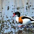 Common Shelduck