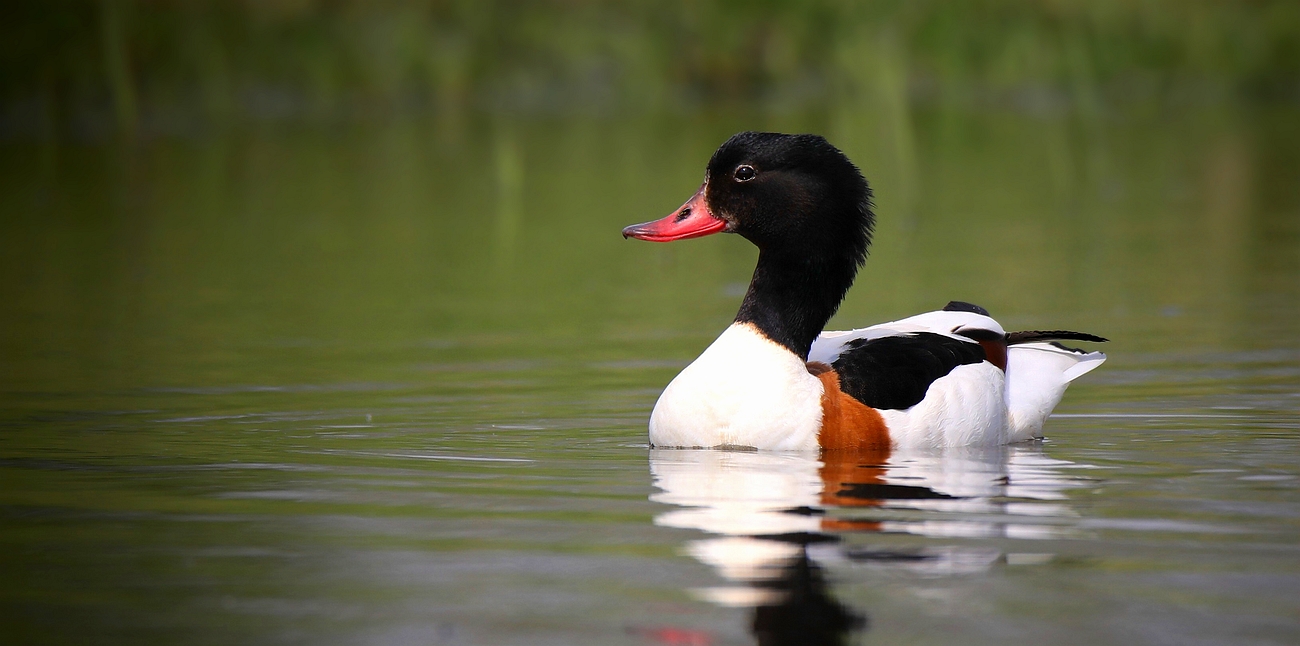 Common Shelduck