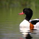 Common Shelduck