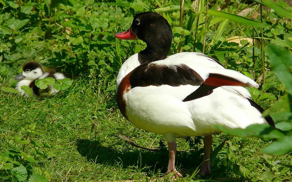 Common Shelduck