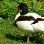 Common Shelduck