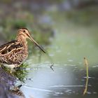 Common Snipe 