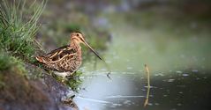 Common Snipe 