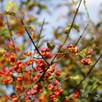 Common spindle (Euonymus europaeus)